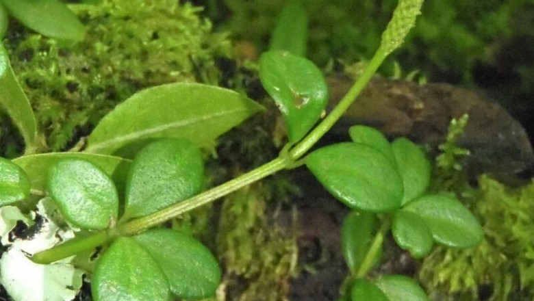Cây Rau càng cua bốn lá. Peperomia tertraphylla - Cây Thuốc Nam Quanh Ta
